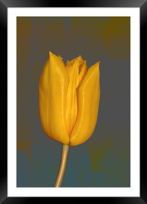 Yellow Tulip Framed Mounted Print by Nadeesha Jayamanne