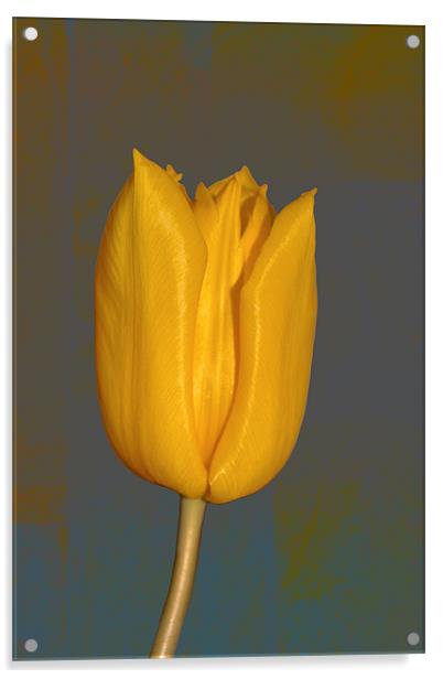 Yellow Tulip Acrylic by Nadeesha Jayamanne