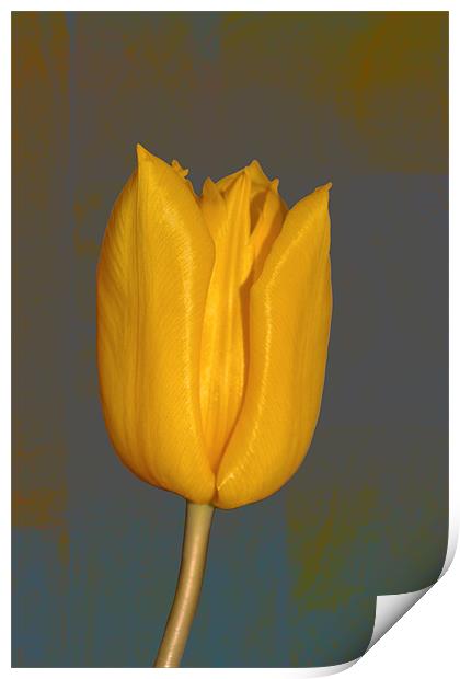 Yellow Tulip Print by Nadeesha Jayamanne