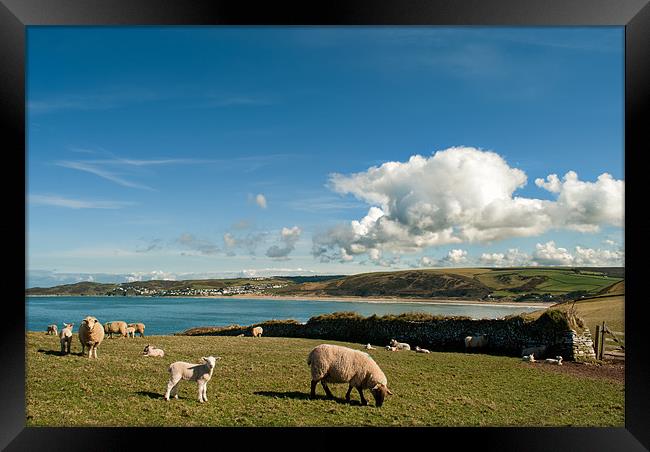 Spring Lambs Framed Print by Dave Wilkinson North Devon Ph