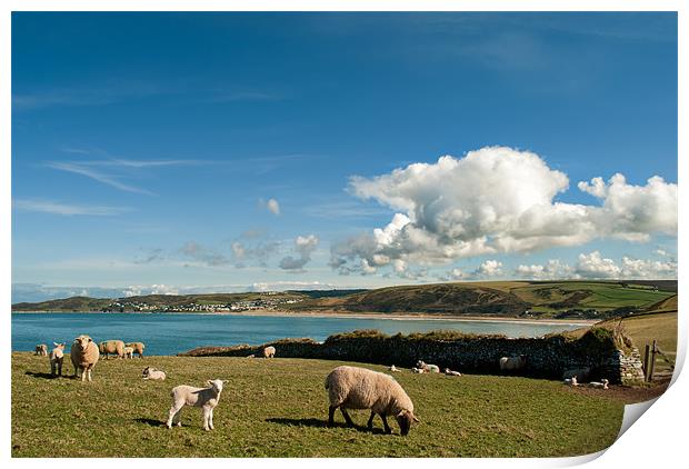 Spring Lambs Print by Dave Wilkinson North Devon Ph