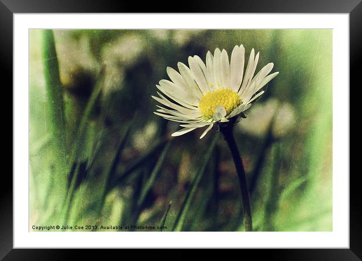 Daisy Textures 3 Framed Mounted Print by Julie Coe