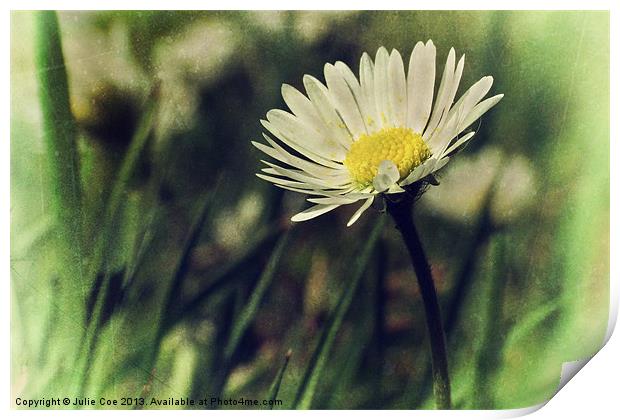 Daisy Textures 3 Print by Julie Coe