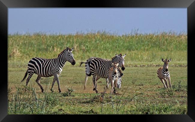 Zebra Family Framed Print by Tony Murtagh