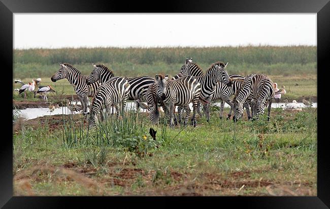 Zebra Group Framed Print by Tony Murtagh