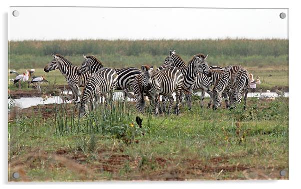 Zebra Group Acrylic by Tony Murtagh