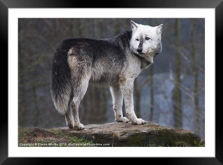 Wolf Tala Framed Mounted Print by Elaine Whitby