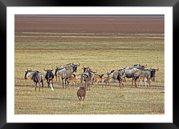 Wildebeest Framed Mounted Print by Tony Murtagh