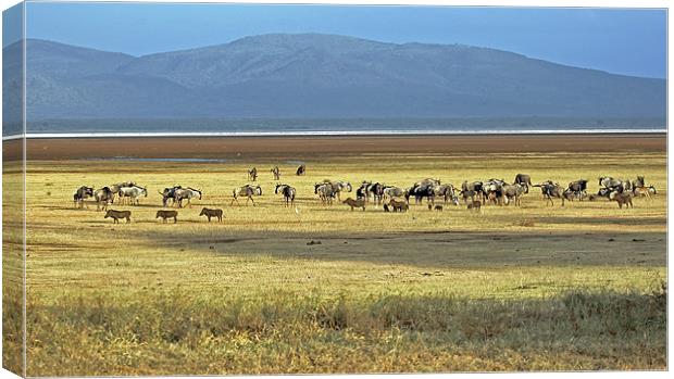 Wildebeest on Lake Manyara Canvas Print by Tony Murtagh