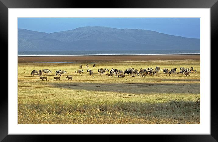 Wildebeest on Lake Manyara Framed Mounted Print by Tony Murtagh