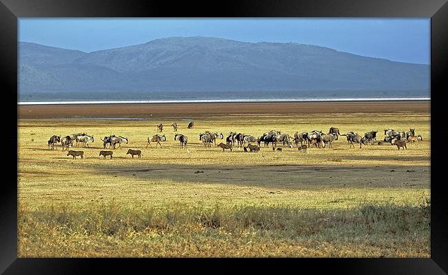 Wildebeest on Lake Manyara Framed Print by Tony Murtagh