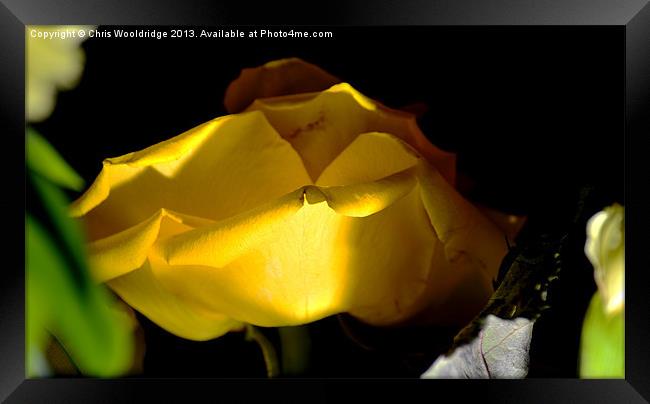 Yellow Rose Framed Print by Chris Wooldridge