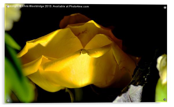 Yellow Rose Acrylic by Chris Wooldridge