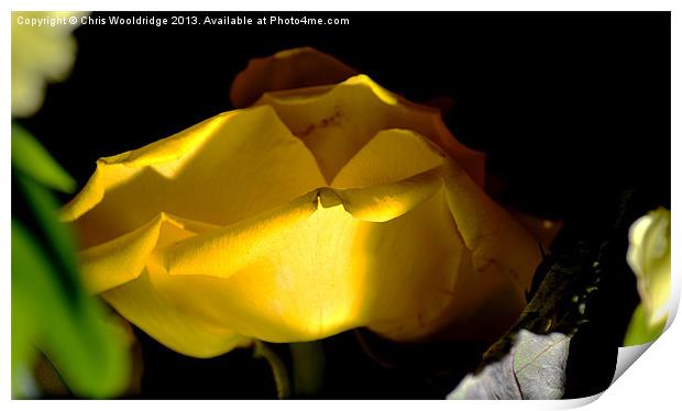 Yellow Rose Print by Chris Wooldridge
