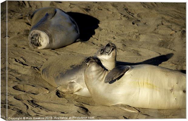 Seals on the Beach Canvas Print by Rob Hawkins