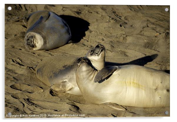 Seals on the Beach Acrylic by Rob Hawkins