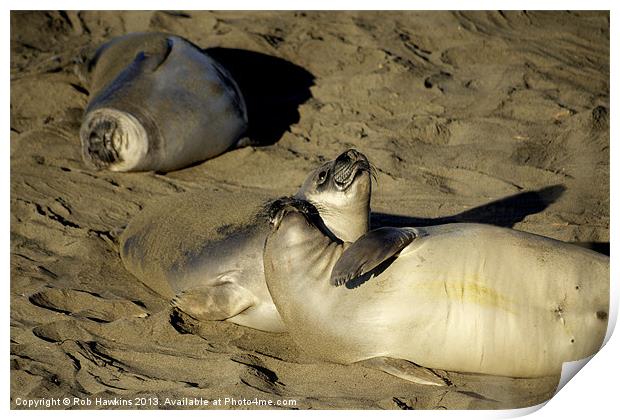 Seals on the Beach Print by Rob Hawkins