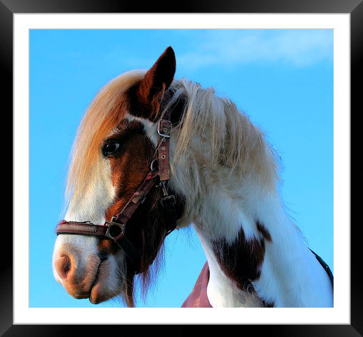 The Poser Framed Mounted Print by Julie Ormiston