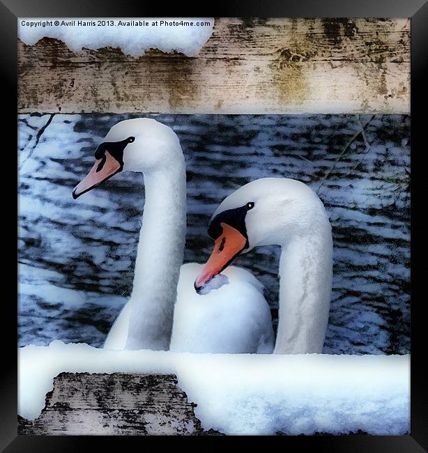 Two swans in the snow Framed Print by Avril Harris
