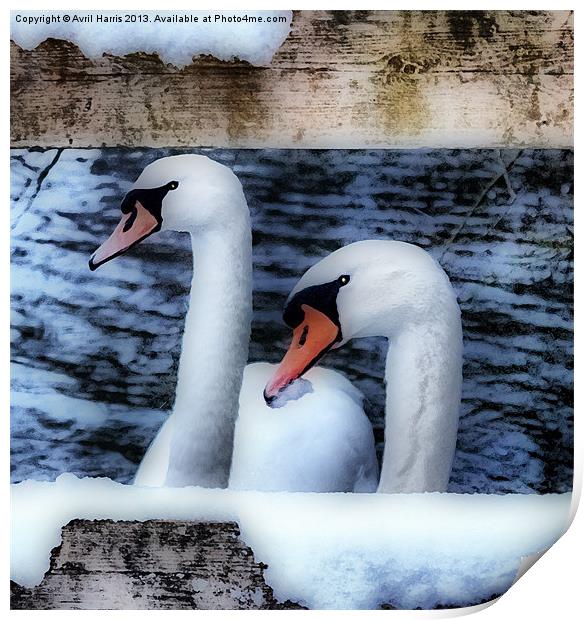 Two swans in the snow Print by Avril Harris