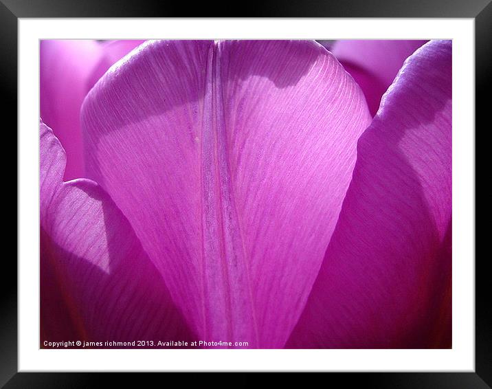 Tulip Petals Framed Mounted Print by james richmond
