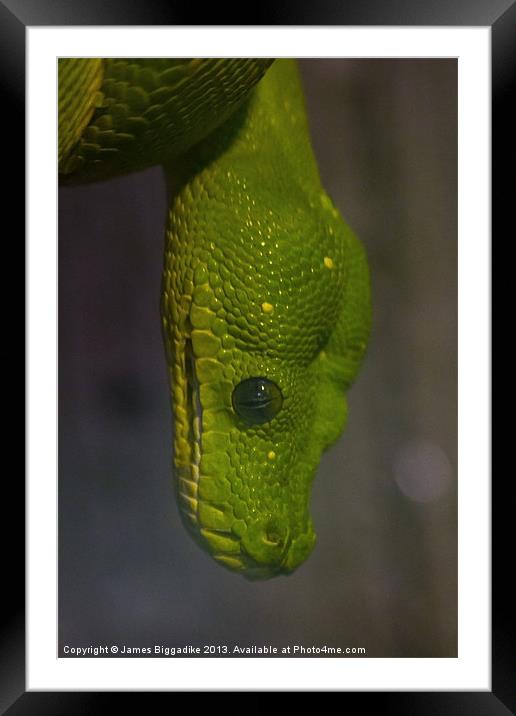 Green Tree Python Framed Mounted Print by J Biggadike