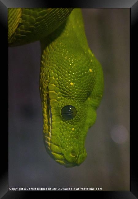 Green Tree Python Framed Print by J Biggadike