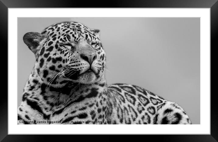 Jaguar Spirit Framed Mounted Print by J Biggadike