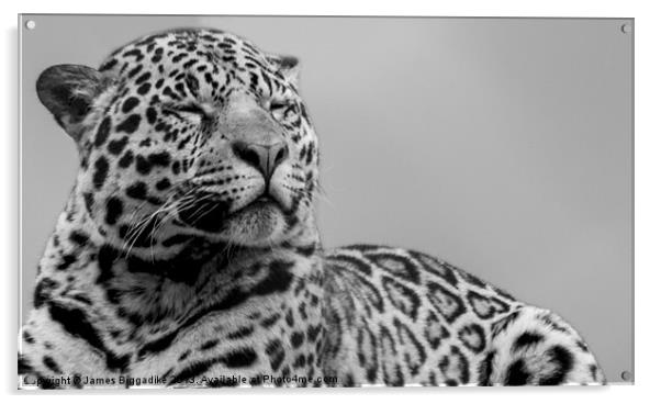 Jaguar Spirit Acrylic by J Biggadike