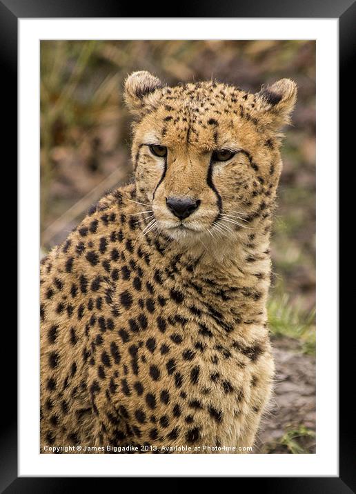 Cheetah Framed Mounted Print by J Biggadike