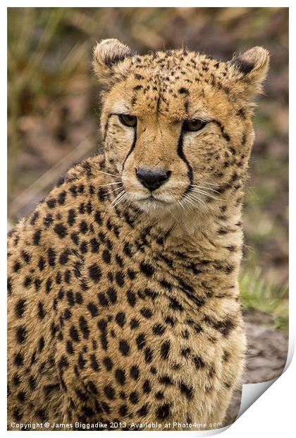 Cheetah Print by J Biggadike