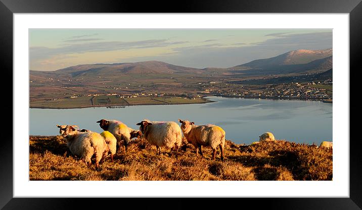 View over Dingle Bay Framed Mounted Print by barbara walsh