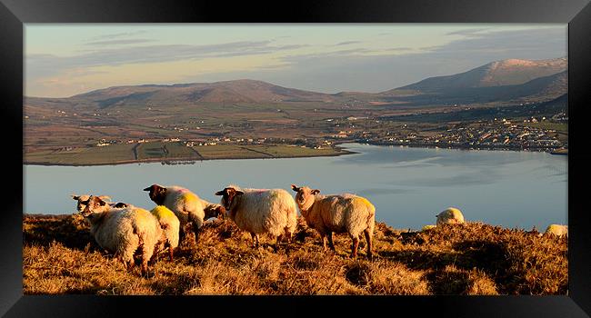 View over Dingle Bay Framed Print by barbara walsh