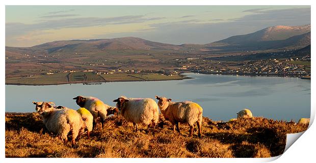 View over Dingle Bay Print by barbara walsh
