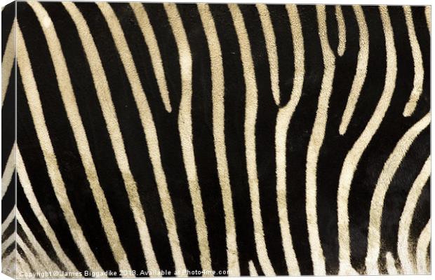 Zebra Stripes Canvas Print by J Biggadike