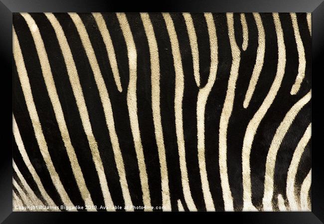Zebra Stripes Framed Print by J Biggadike