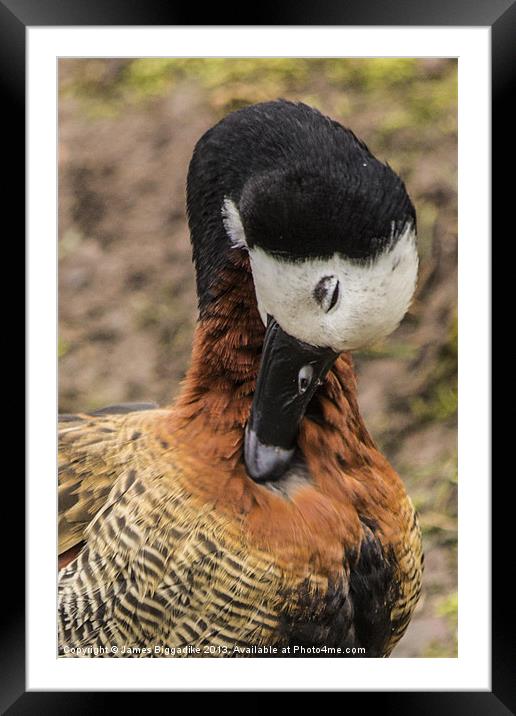 White-faced Whistling Duck Framed Mounted Print by J Biggadike