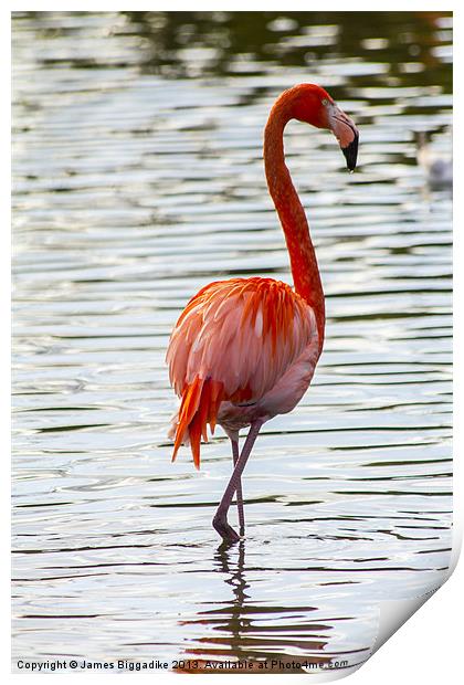 Hot Pink Print by J Biggadike