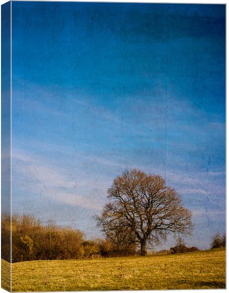 Tree in Field Canvas Print by Mark Llewellyn