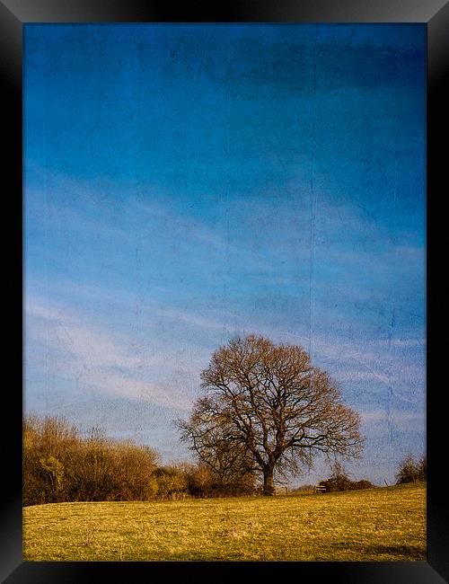 Tree in Field Framed Print by Mark Llewellyn