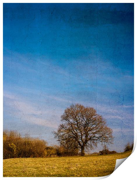 Tree in Field Print by Mark Llewellyn