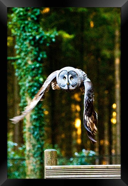 Owl gonna getchya! Framed Print by Brian Rowland