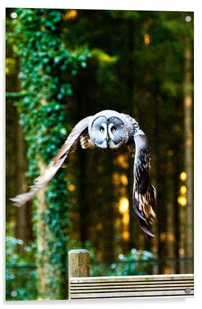 Owl gonna getchya! Acrylic by Brian Rowland