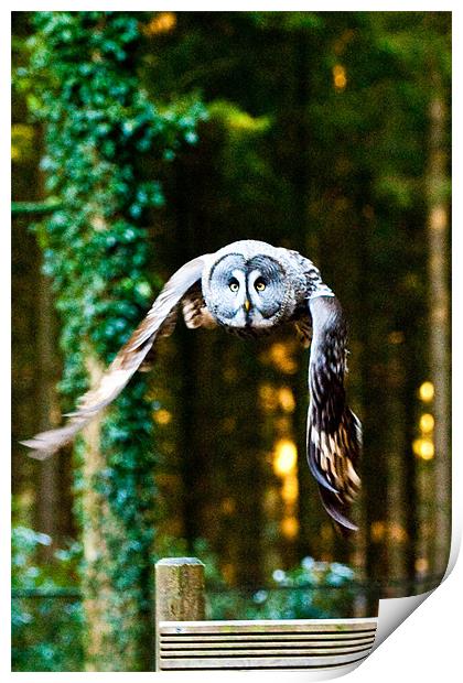Owl gonna getchya! Print by Brian Rowland