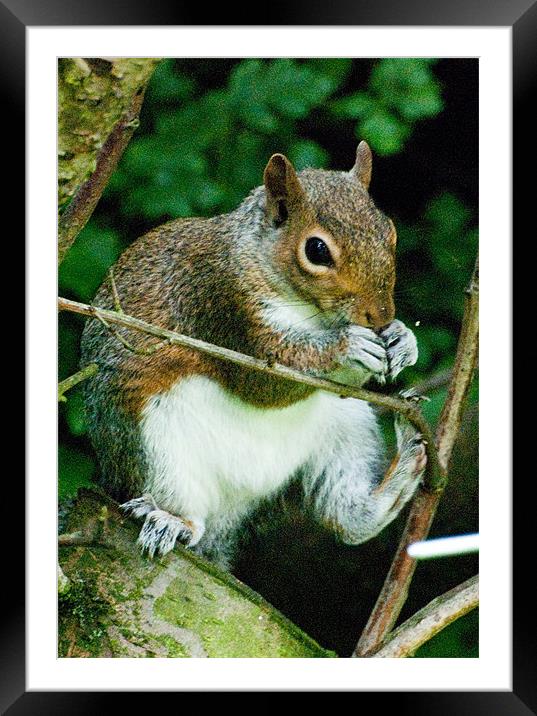 Fat Squirrel eating a nut Framed Mounted Print by Brian Rowland