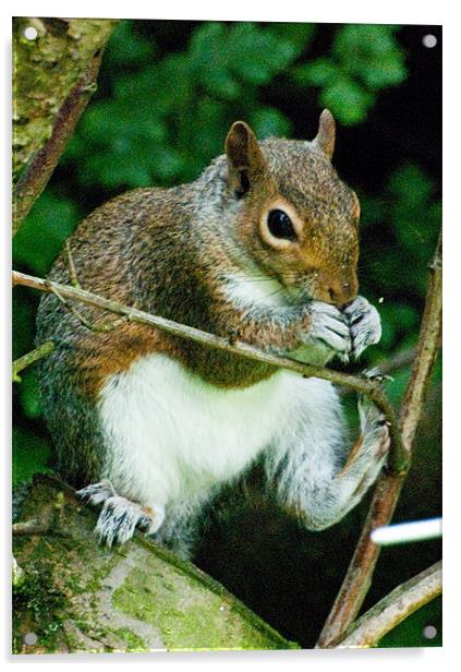Fat Squirrel eating a nut Acrylic by Brian Rowland