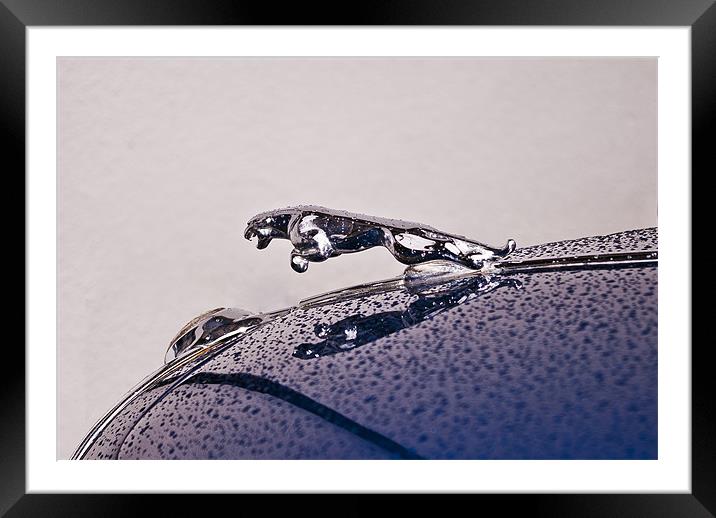 Jaguar Framed Mounted Print by James Combe