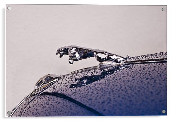 Jaguar Acrylic by James Combe