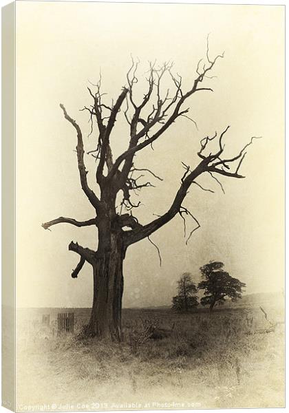 Ye Olde Tree Canvas Print by Julie Coe