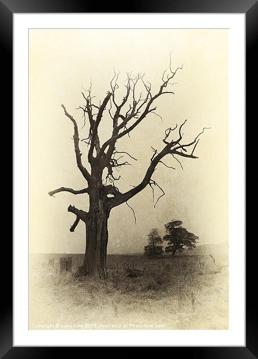 Ye Olde Tree Framed Mounted Print by Julie Coe